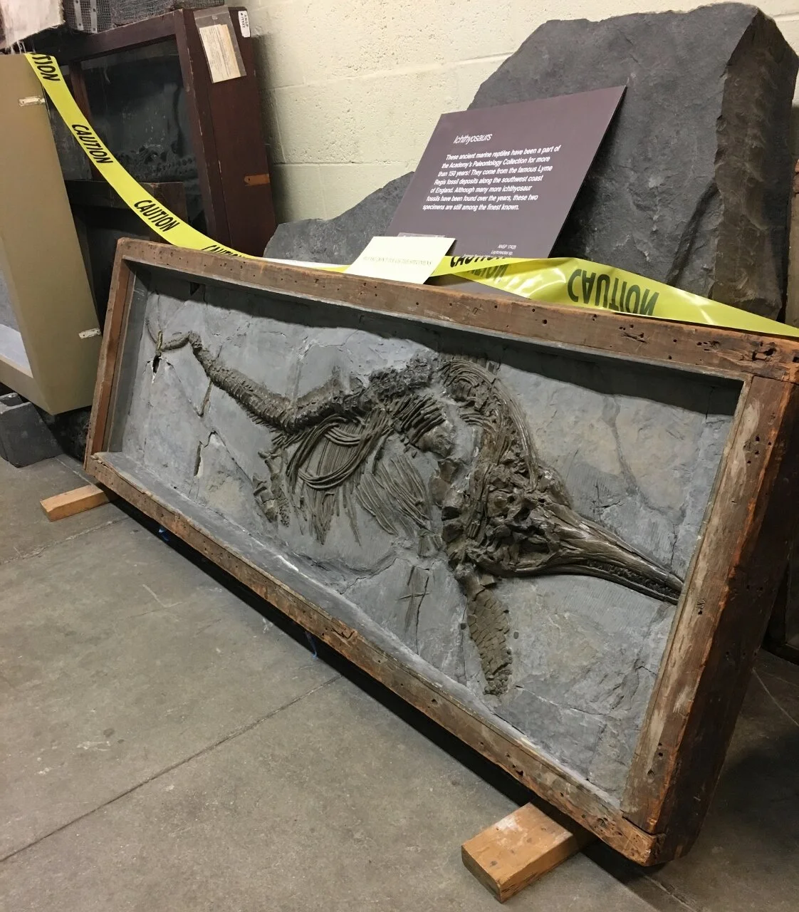 Members' Night at the Academy of Natural Sciences, Philadelphia