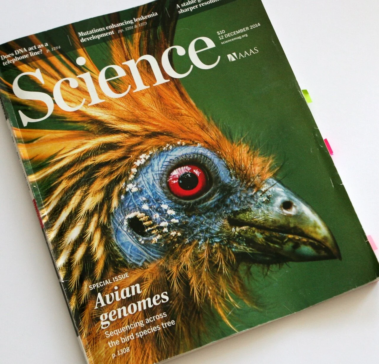 Our New Evolutionary Tree for Birds!