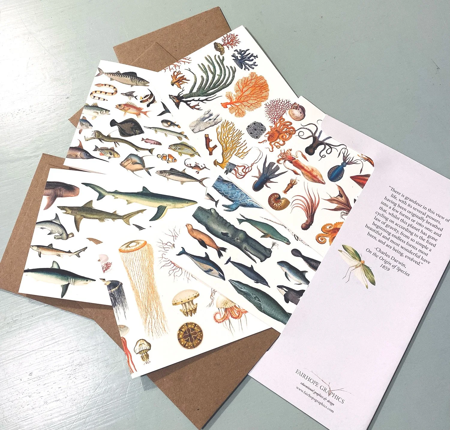 Natural History Card Packs — Fairhope Graphics Evolutionary Trees