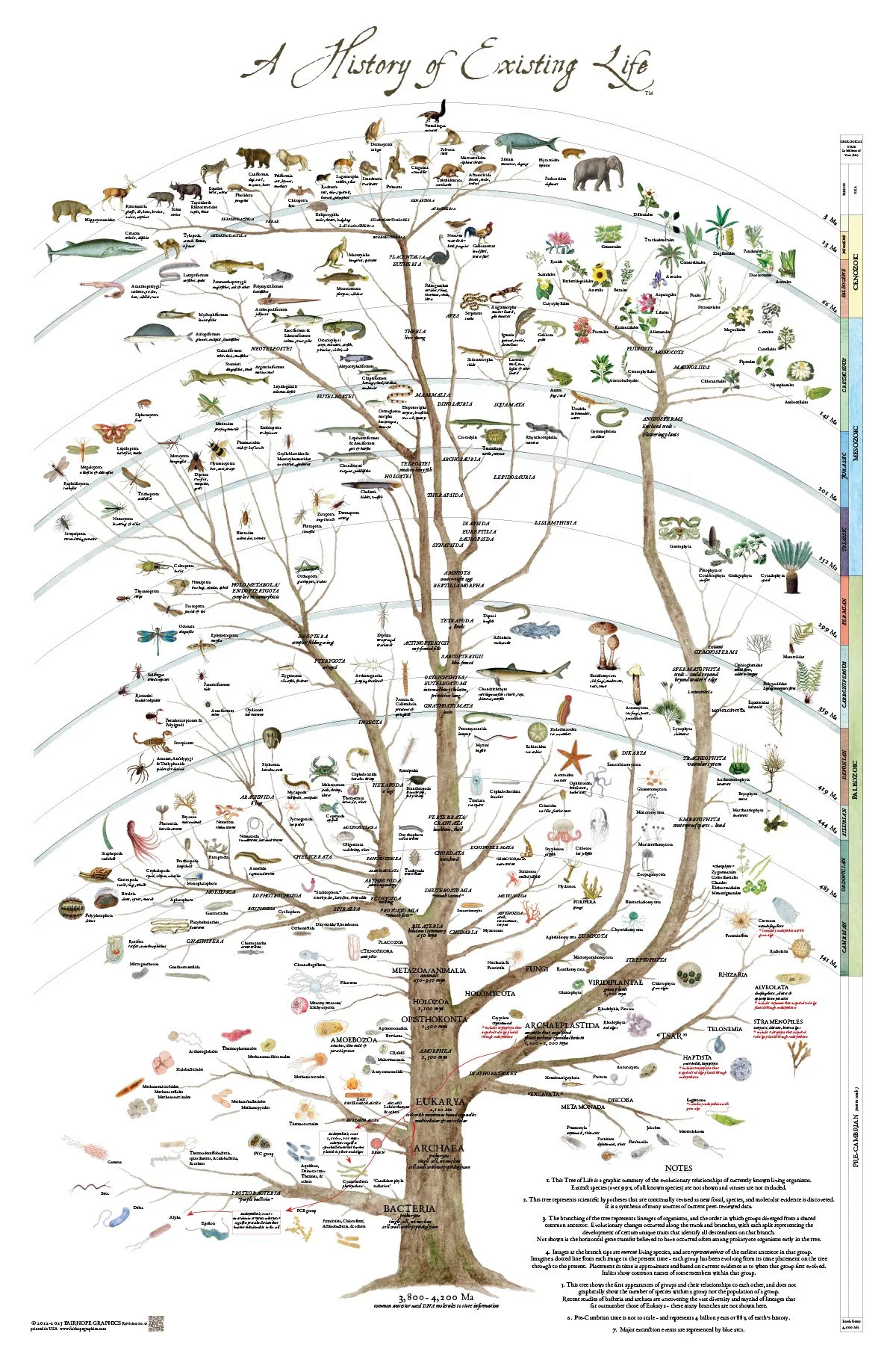 2025 tree as 4x6.jpg