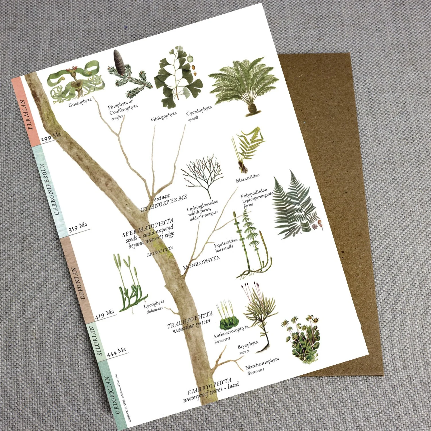 Early Land Plants Branch Card