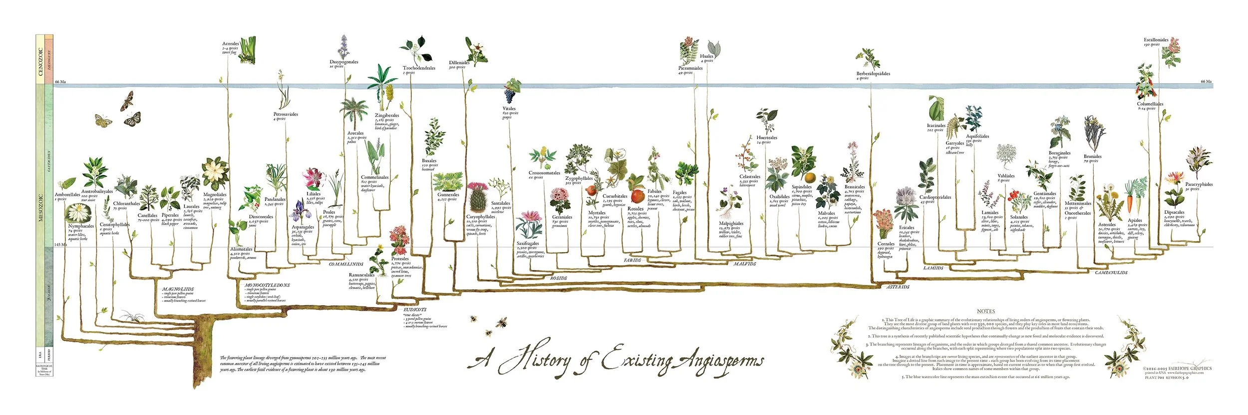 Angiosperms 2025.jpeg