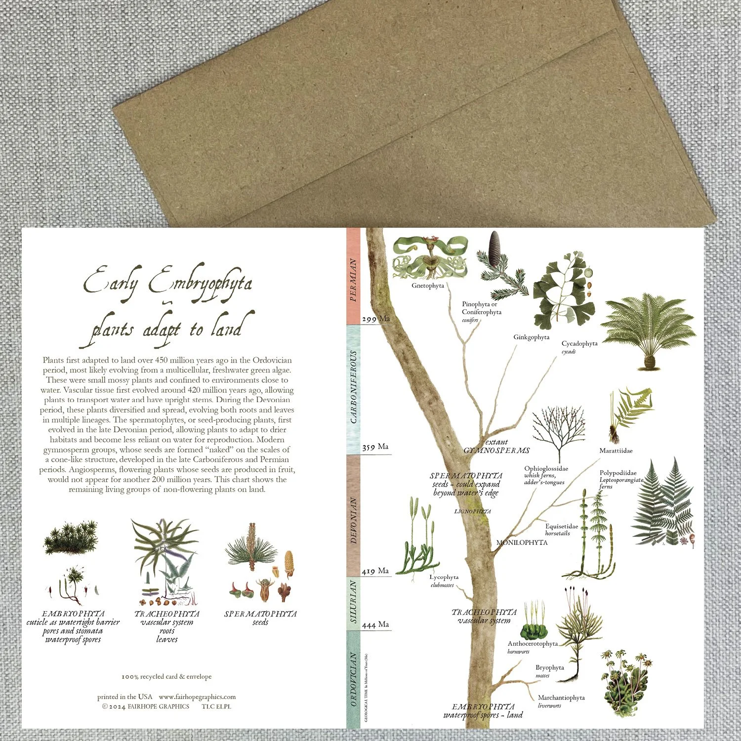 Early Land Plant card 26.JPG.jpg