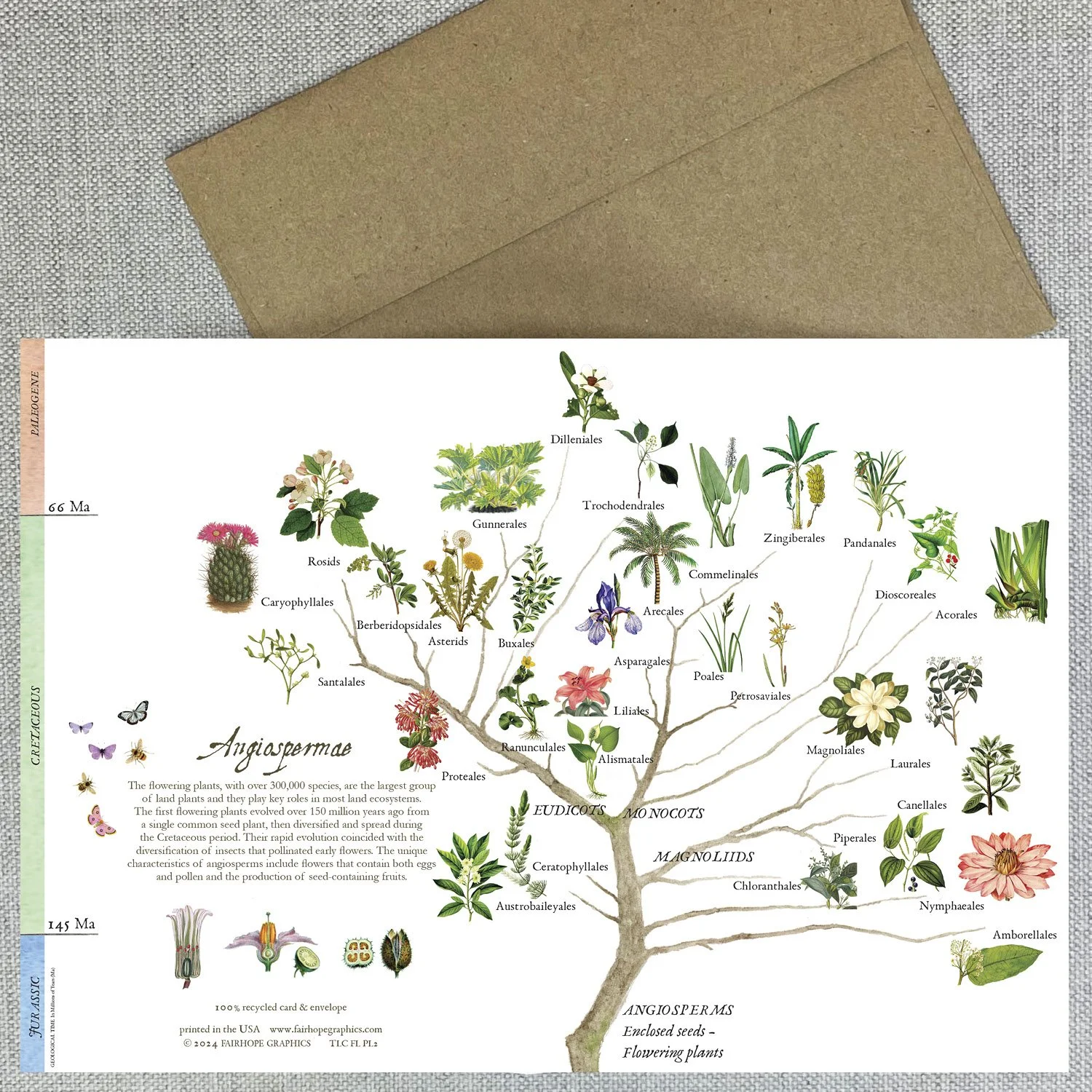 Flowering Plant card 26.jpg