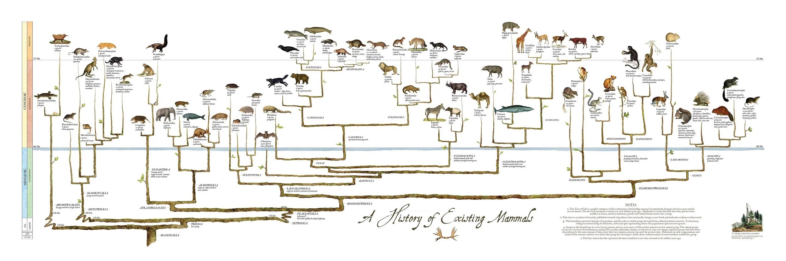 Mammals 2025.jpeg