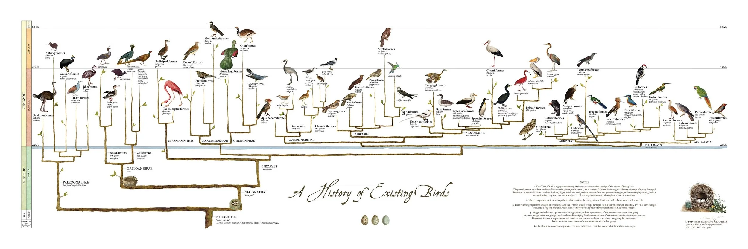 Birds 2025.jpeg