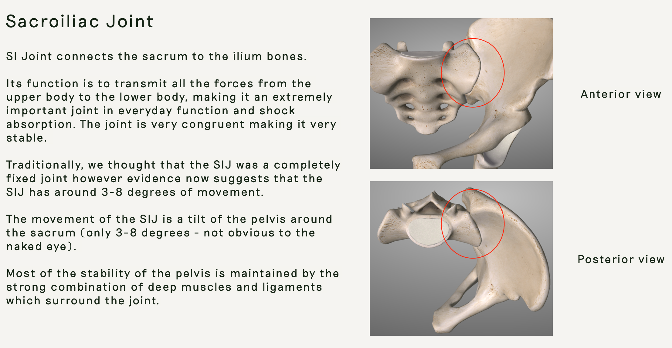 Pelvic Anatomy Good Day Pilates
