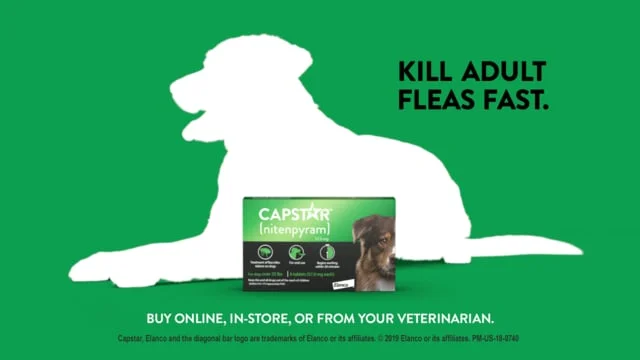 Big Dog :30 - Capstar Flea Treatment