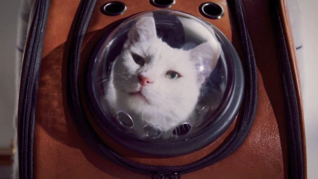 Cat Thing :30 - Cheristin Flea Protection