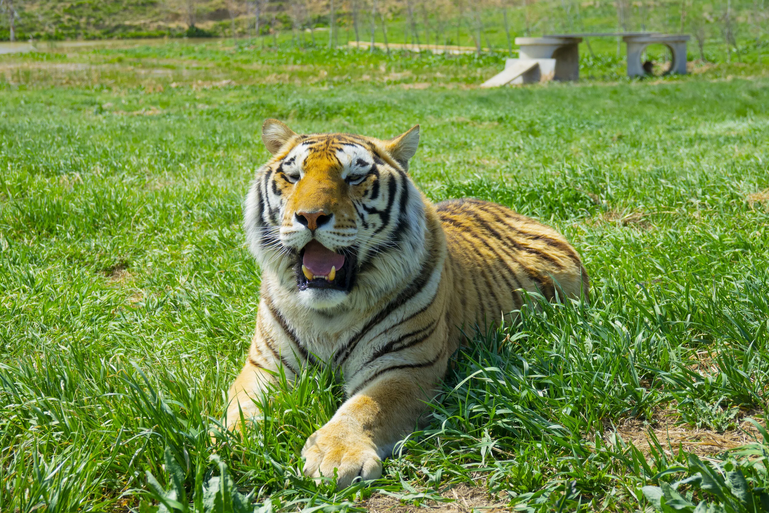 Smiling Tiger.jpg