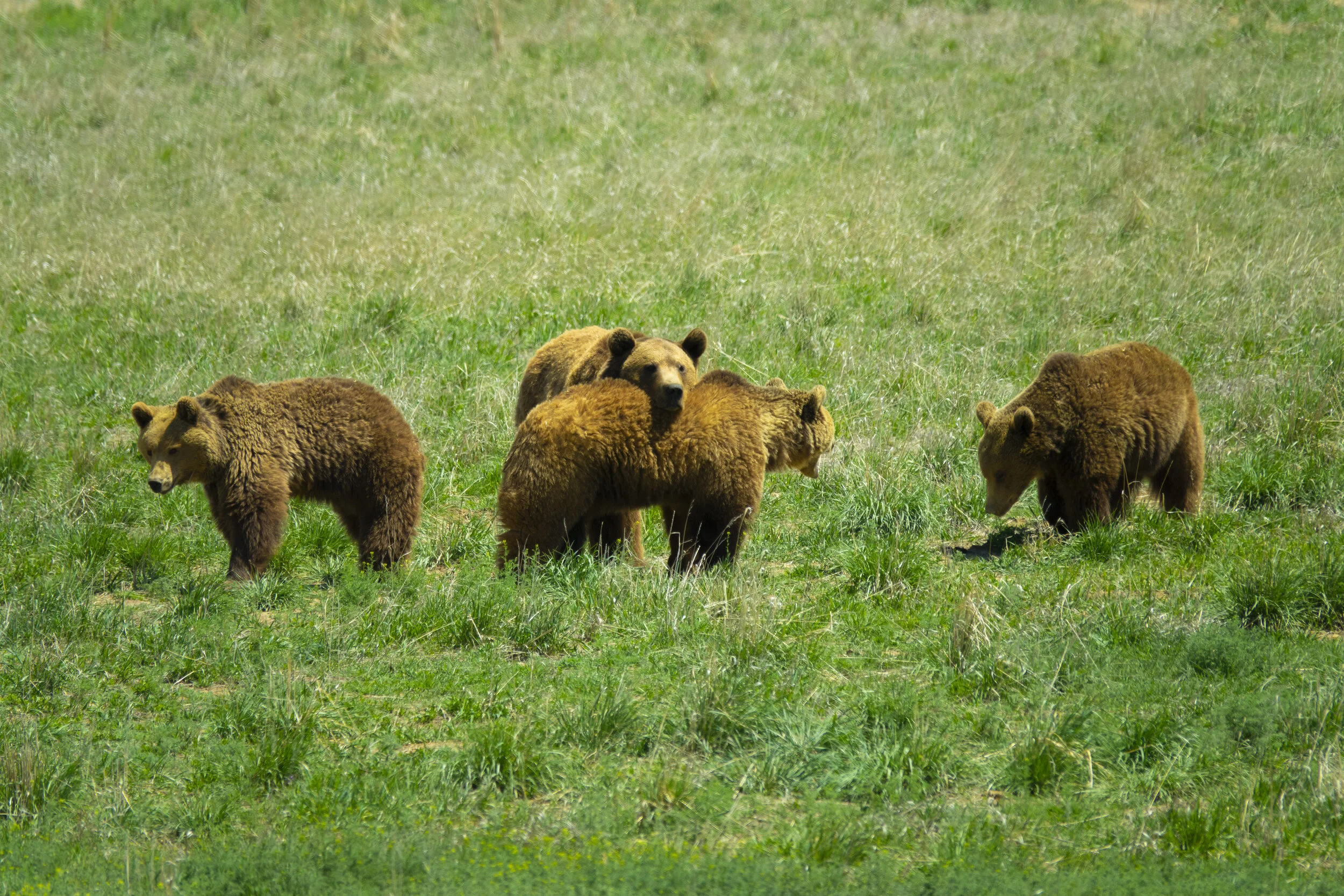 Cute Group of Bears.jpg