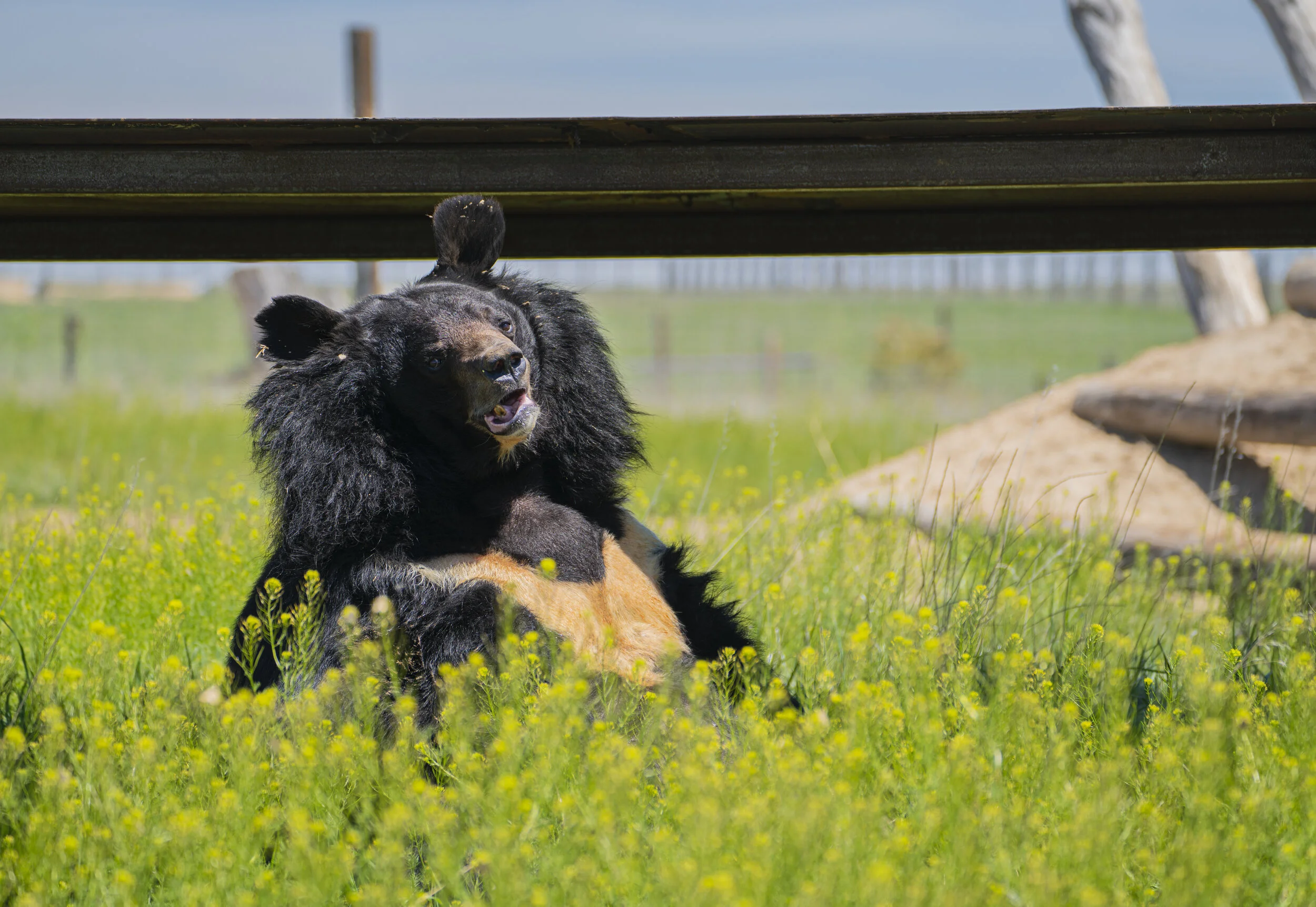 Dillan in a Field of Yellow v.2.jpg