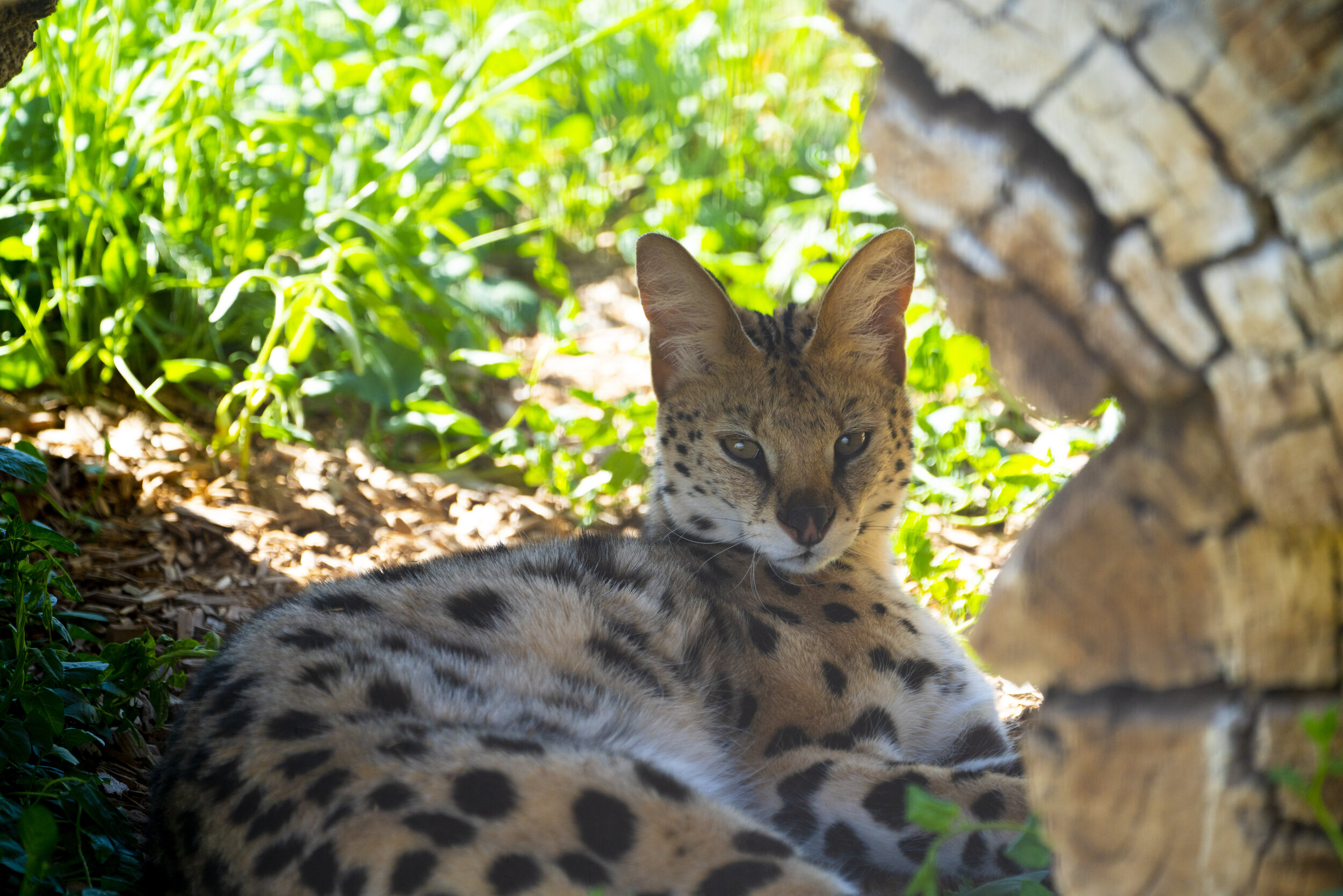 Serval Under Log.jpg