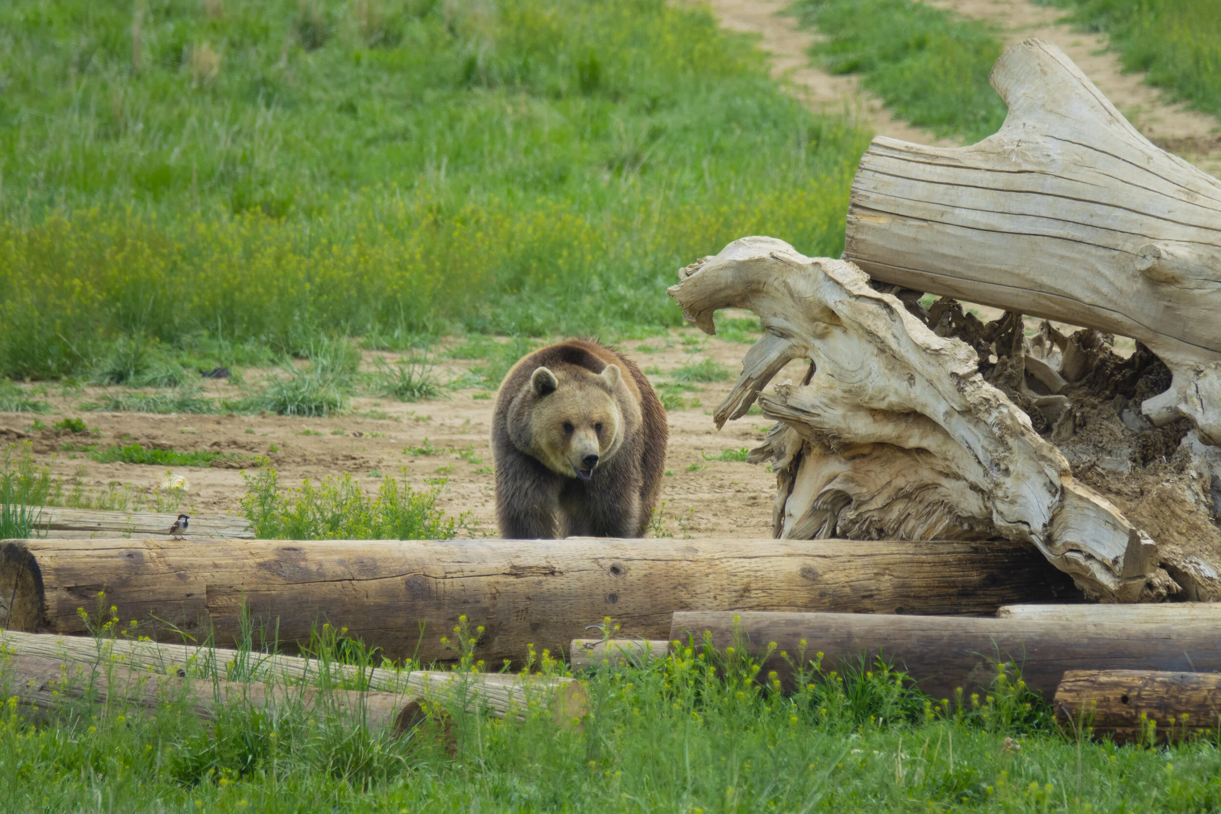 Bear _ Bird by Logs.jpg