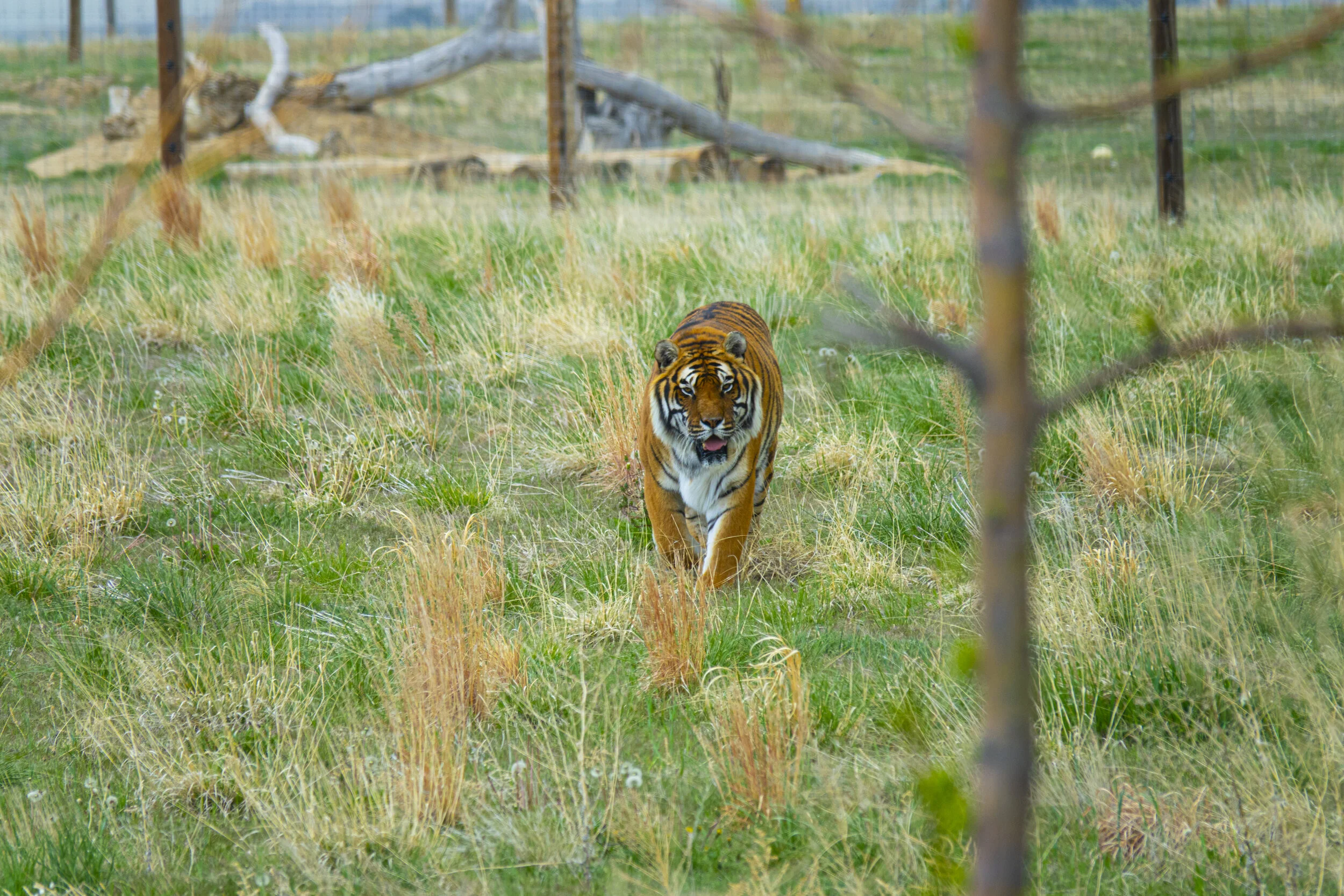 Jungle Tiger.jpg