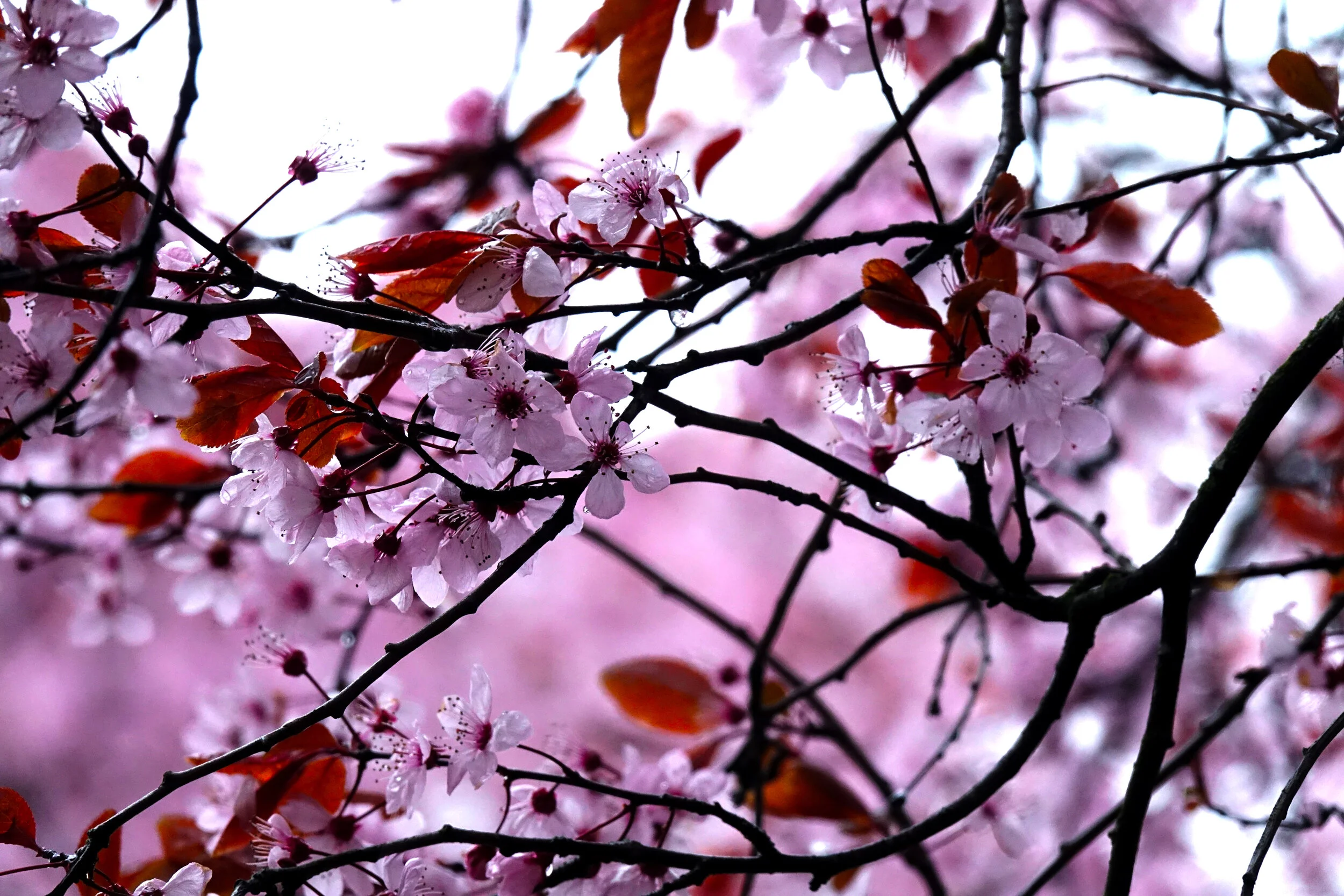 Cheery Blossom.jpg