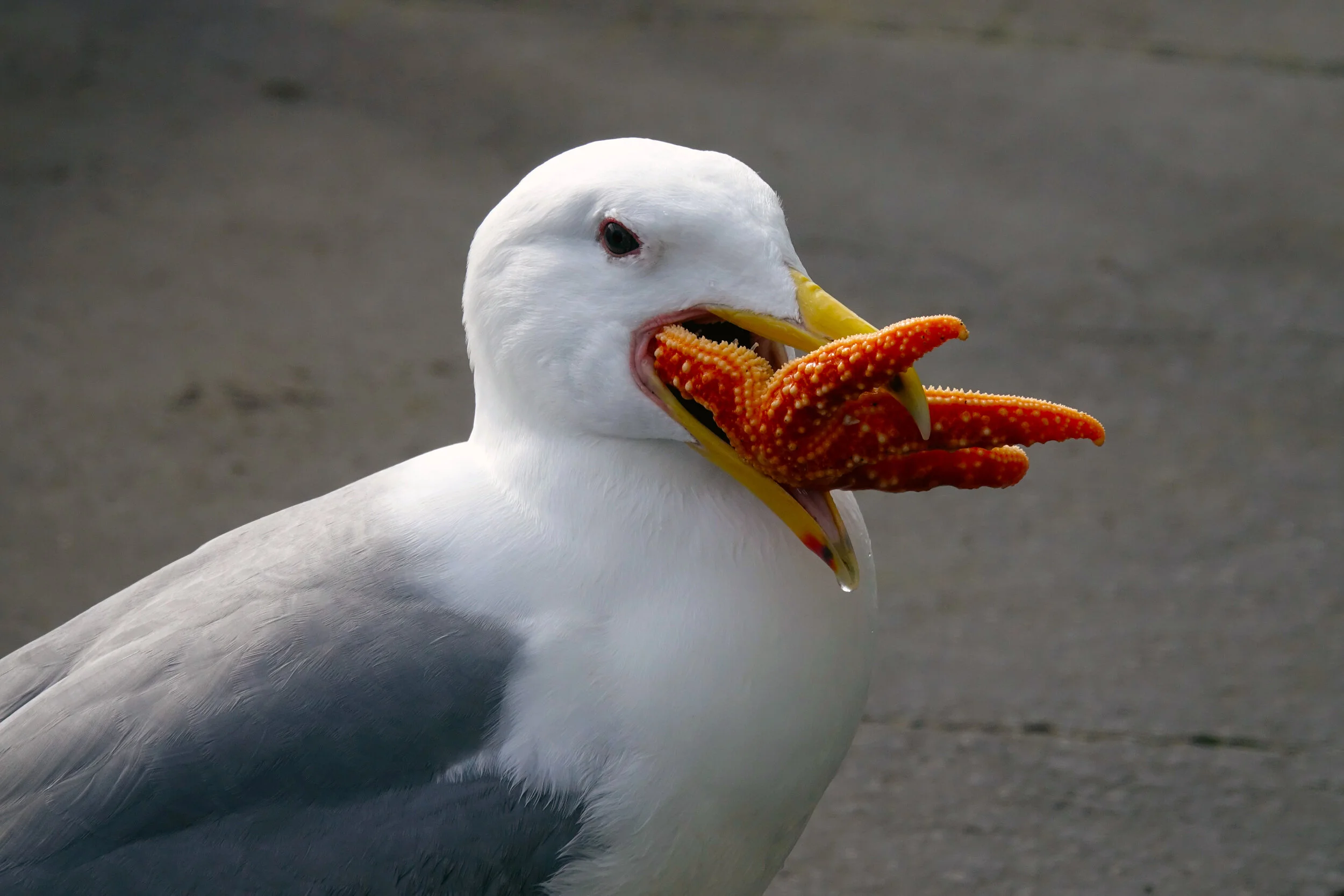 Seagul with Starfish v.2.jpg