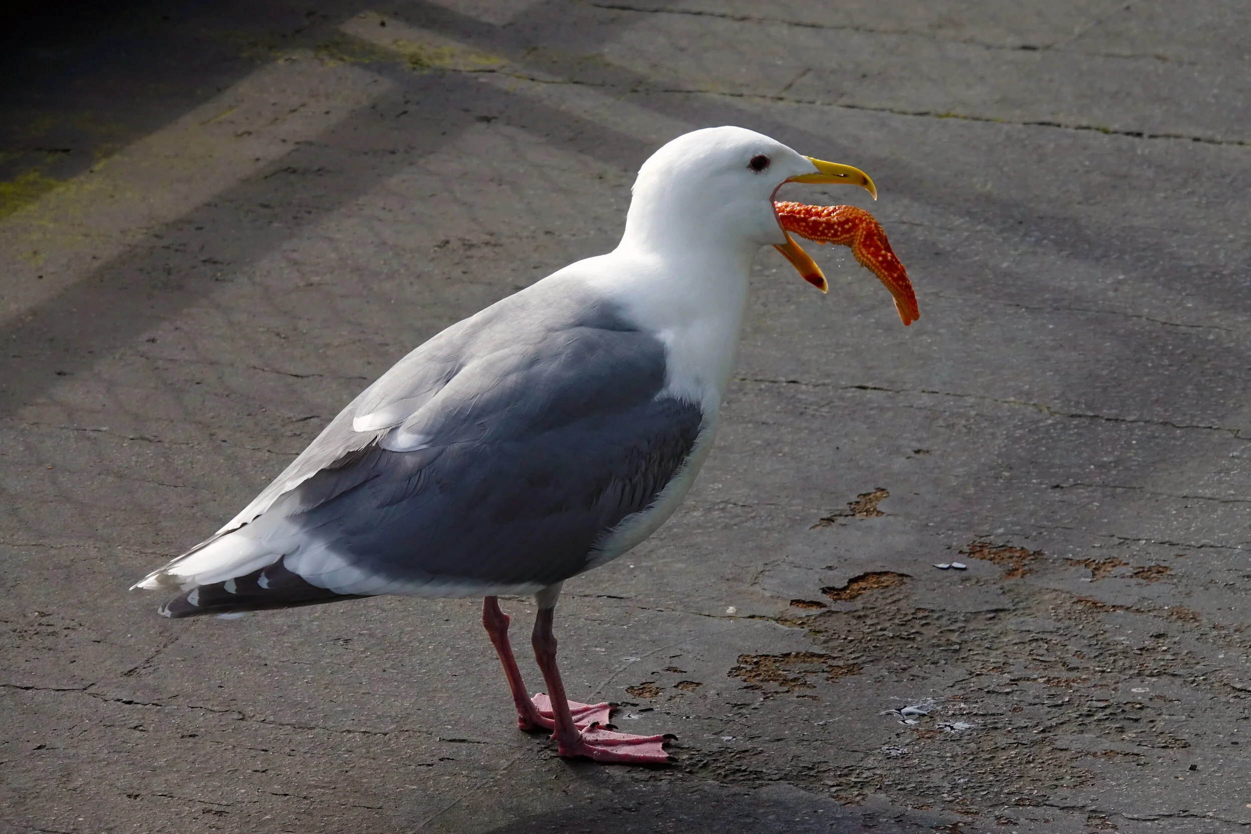 Seagul with Starfish.jpg