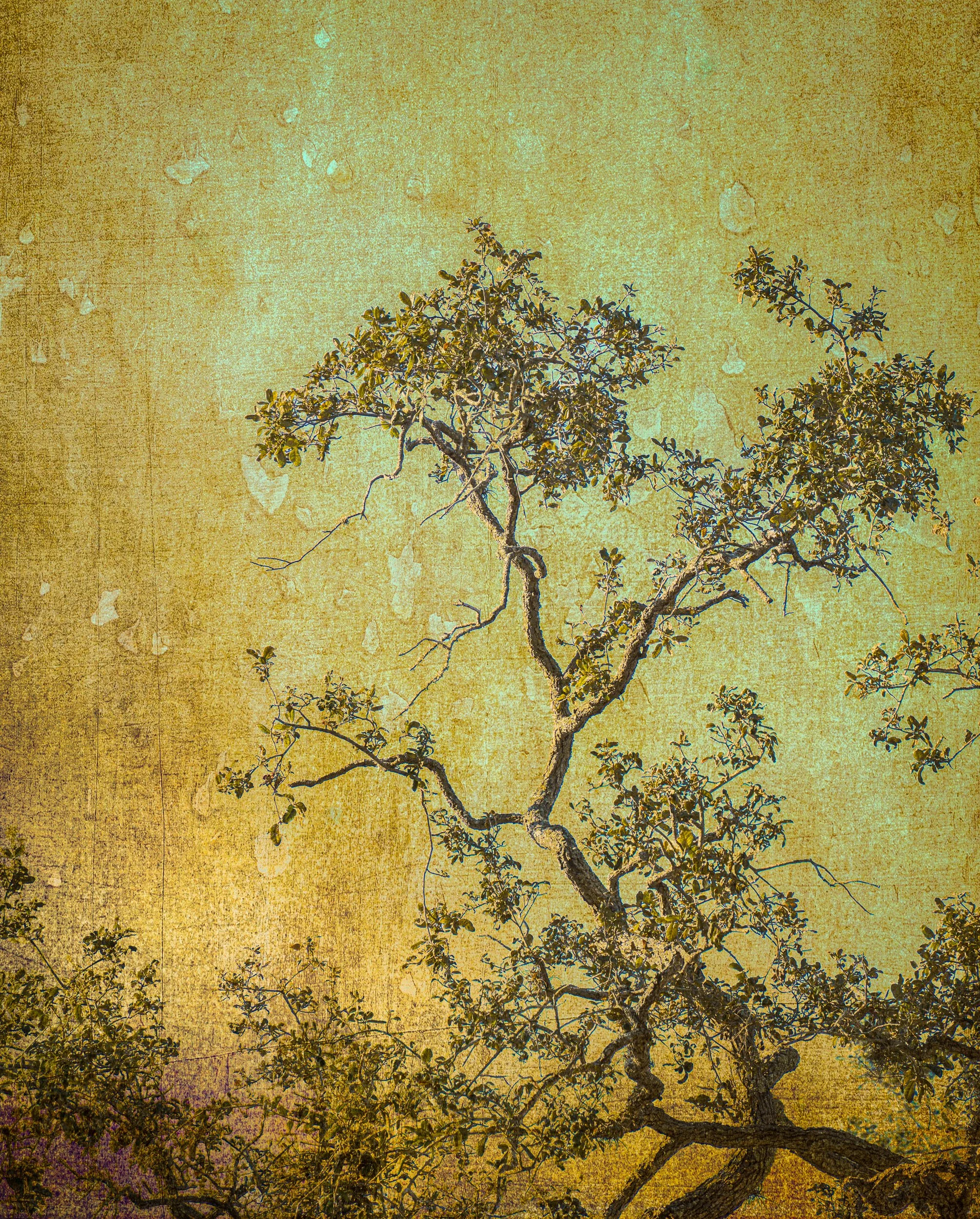Meditation by Susan Dorn.jpg
