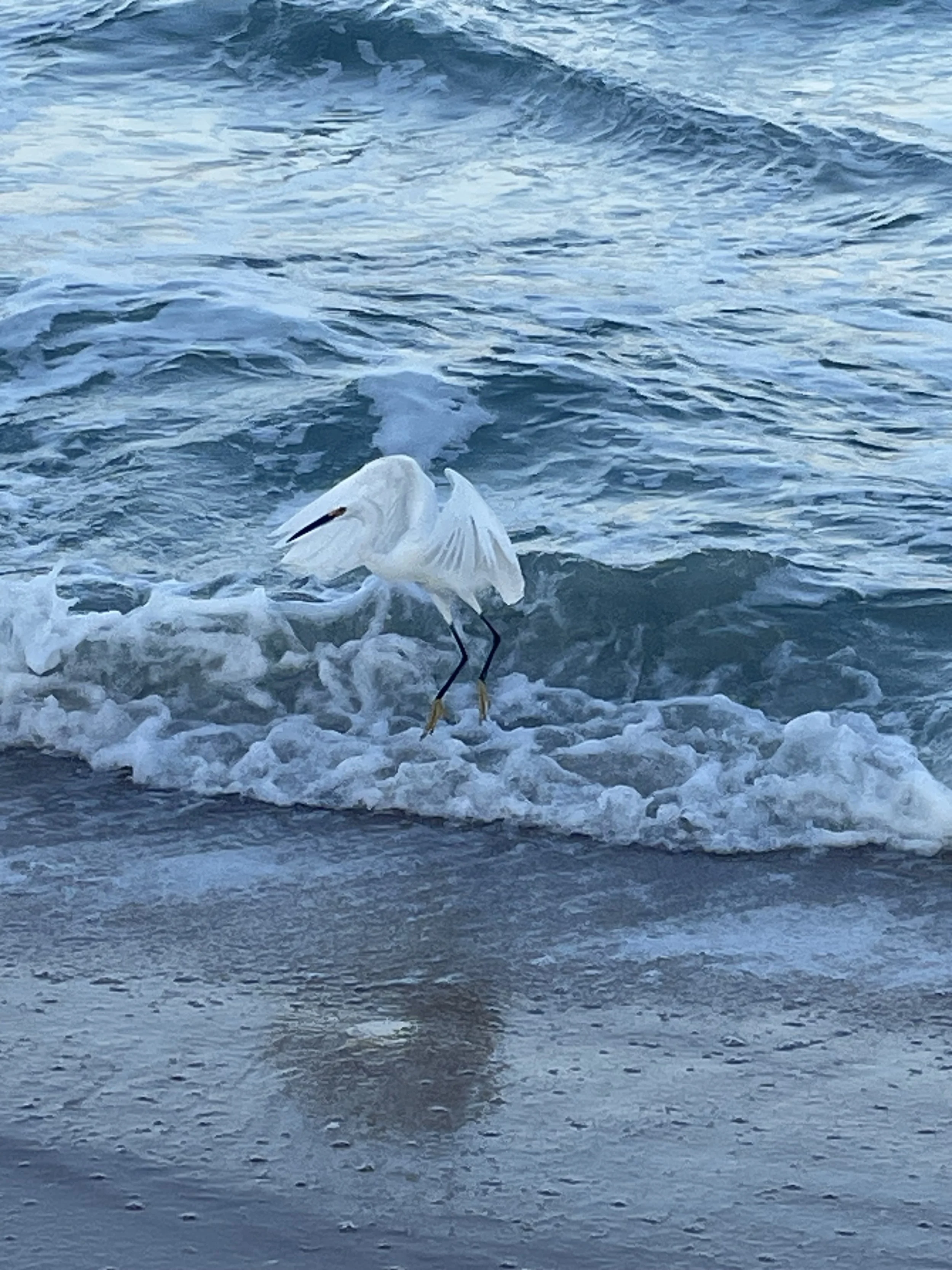 Wave Dancer - Caren Sax.jpeg