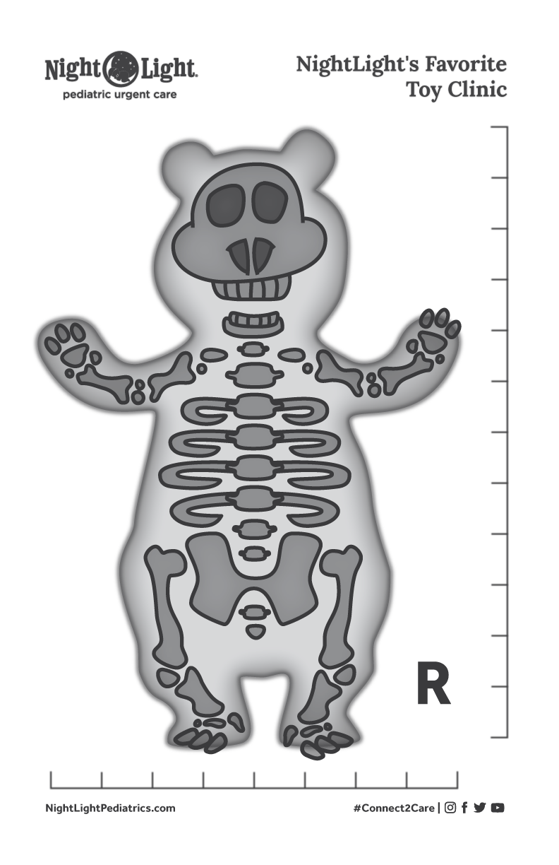 Project-9-Animal-Xrays-Bear.png