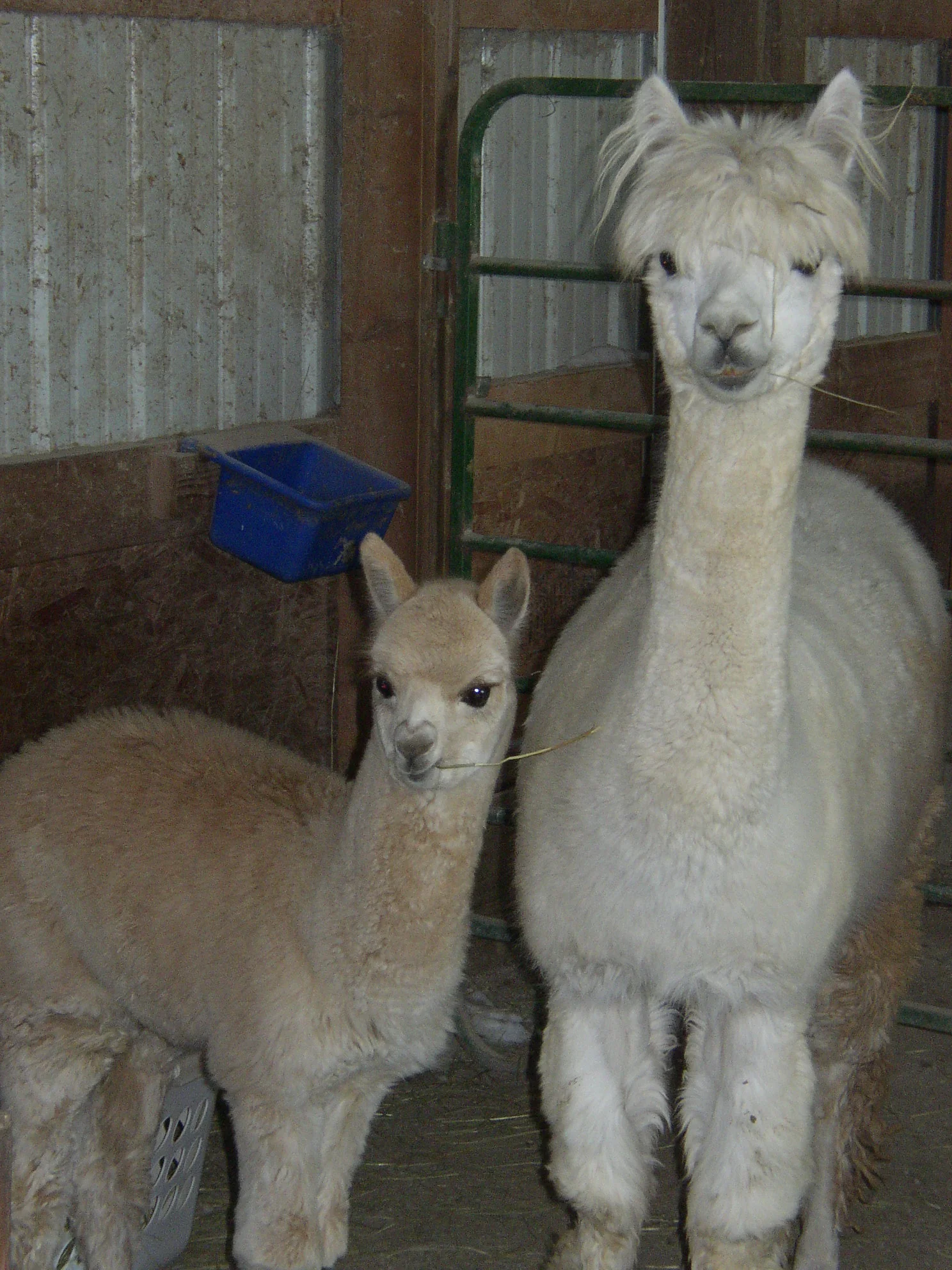 Alpacas - The Basics