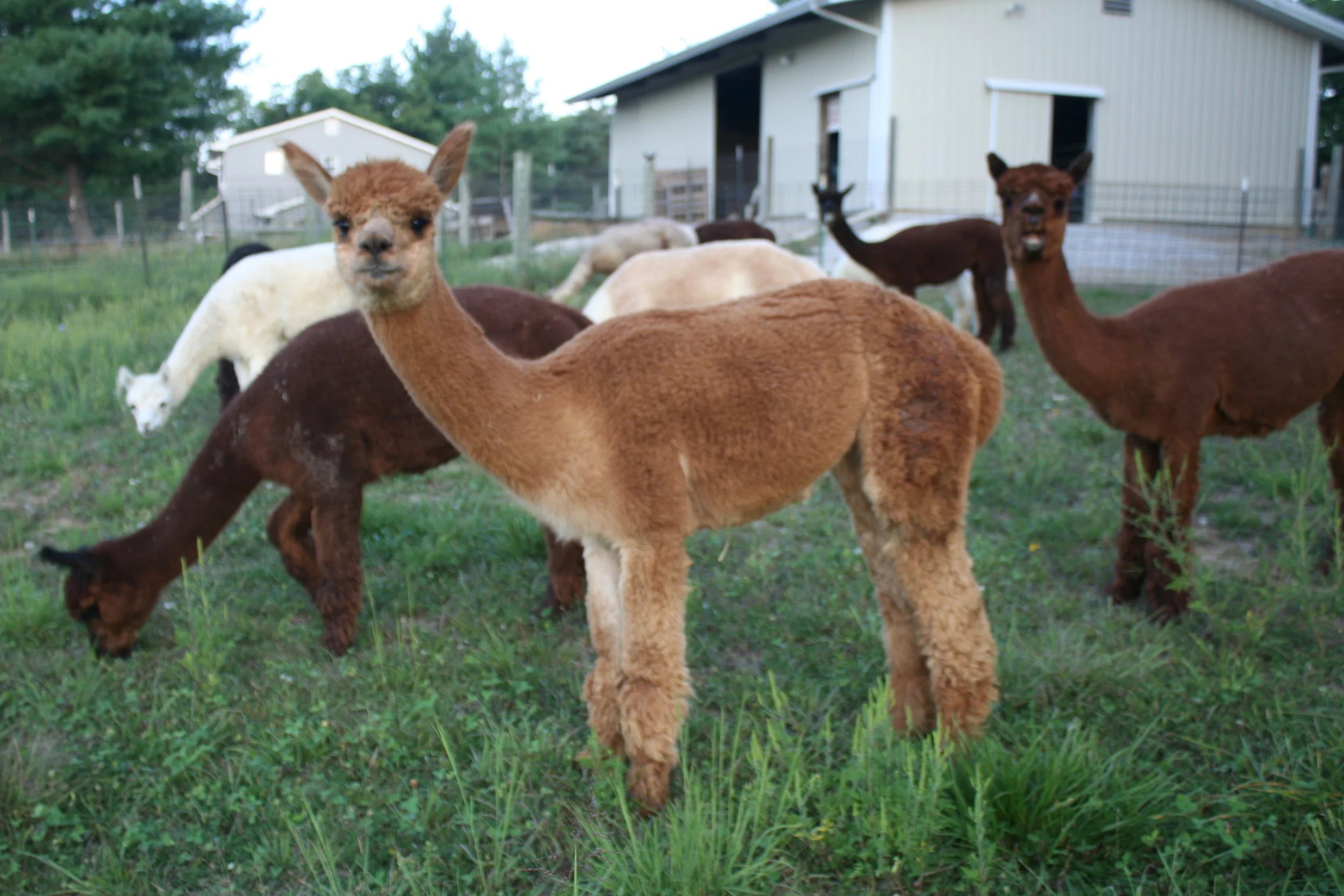 Alpacas and the Environment