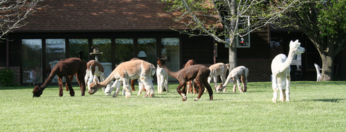 Alpacas in the yard.png