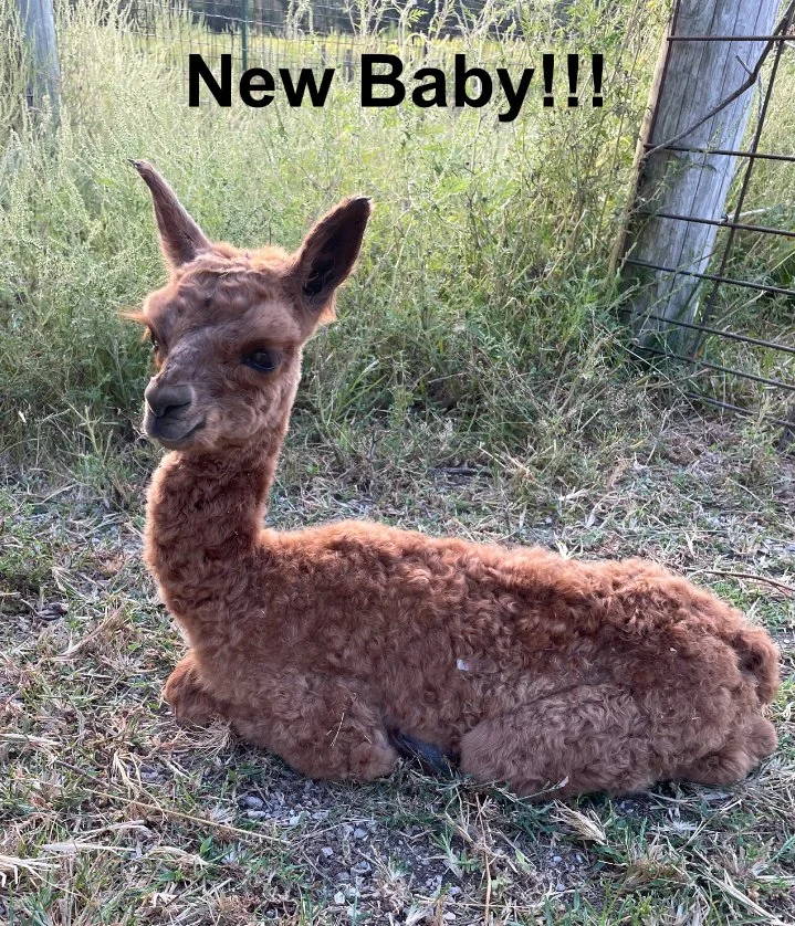 National Alpaca Farm Days at Curly Eye