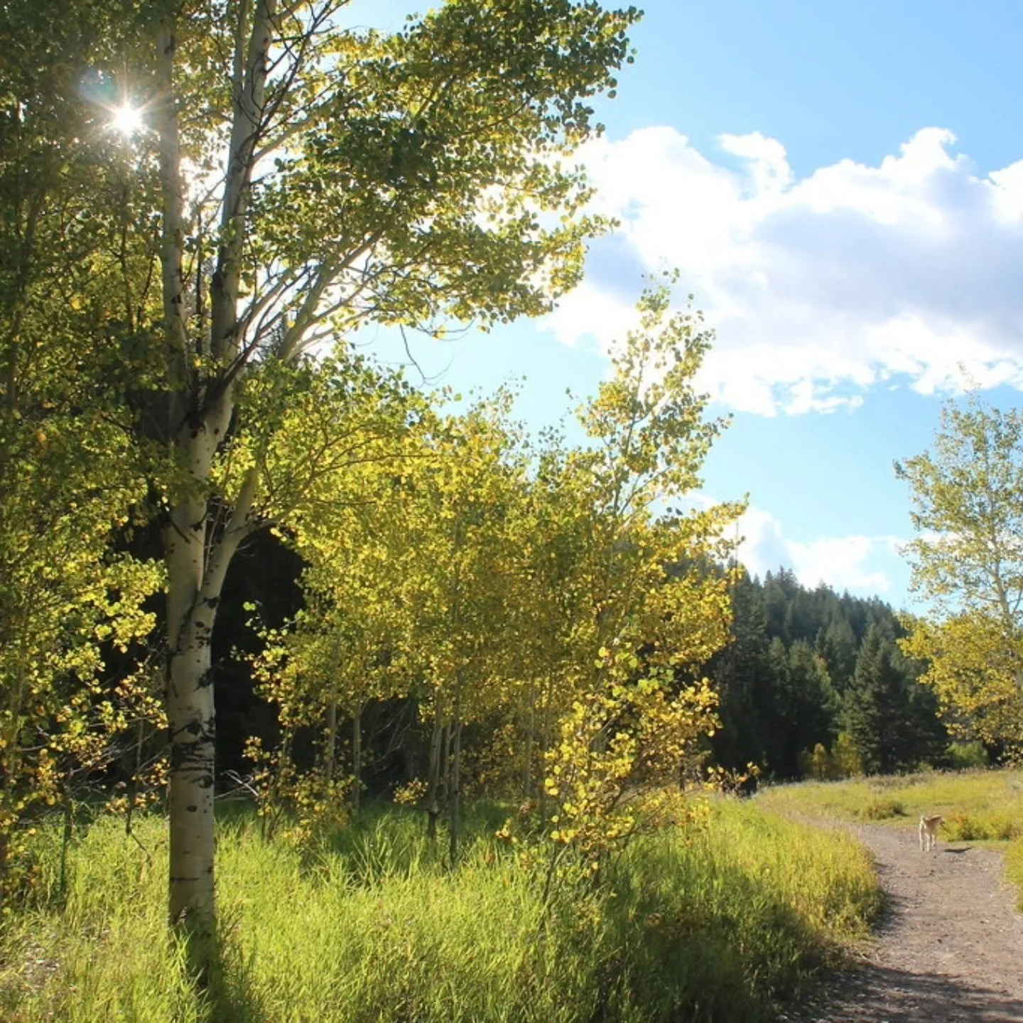 Only a few weekends left to wrap up the Trails Challenge (ending Sept 30)! If you&rsquo;ve still got a few trails left on your list, this is the perfect weekend to get after it.🍂🌿✨

Even better&mdash;why not double up and use those miles to train f