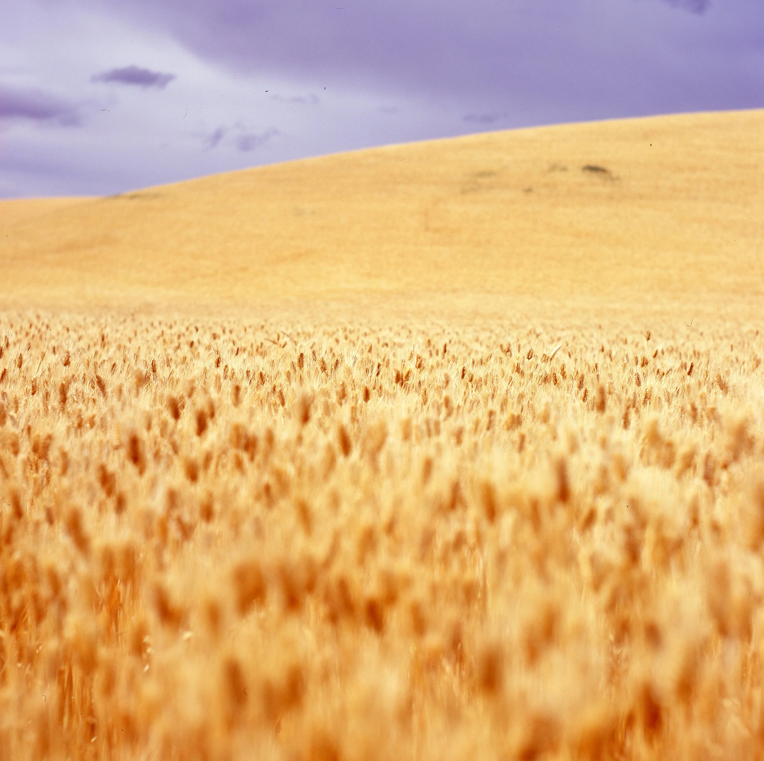 Palouse