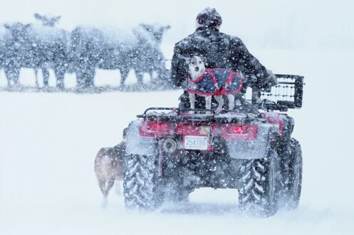 dogquad.jpg