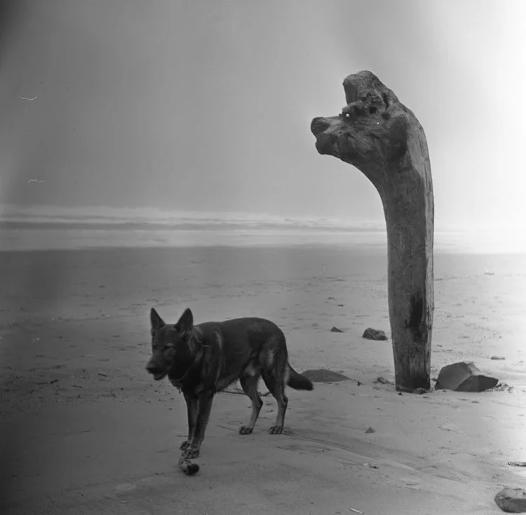 Dog of Doom