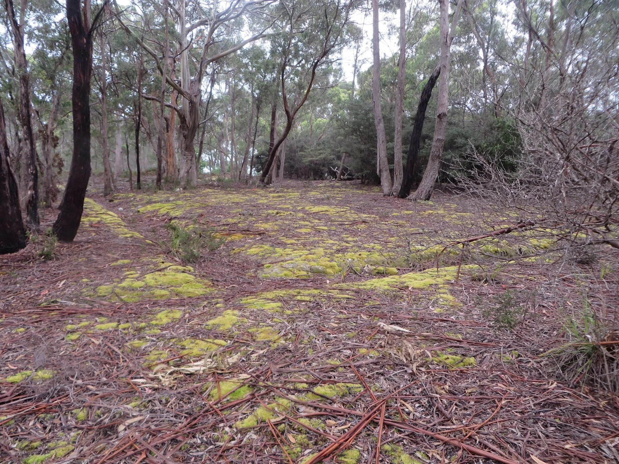 Siltstone in the Bracken: Interpreting the Archaeological Landscape of Point Puer