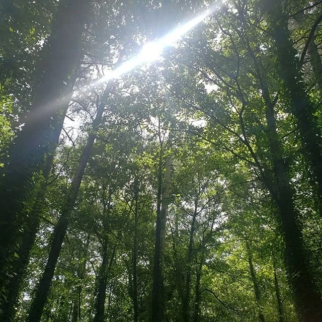 As storms roll through today, let's look at a wonderful sun through beautiful trees. It can't rain all the time. 
#sunlight #nature #trees