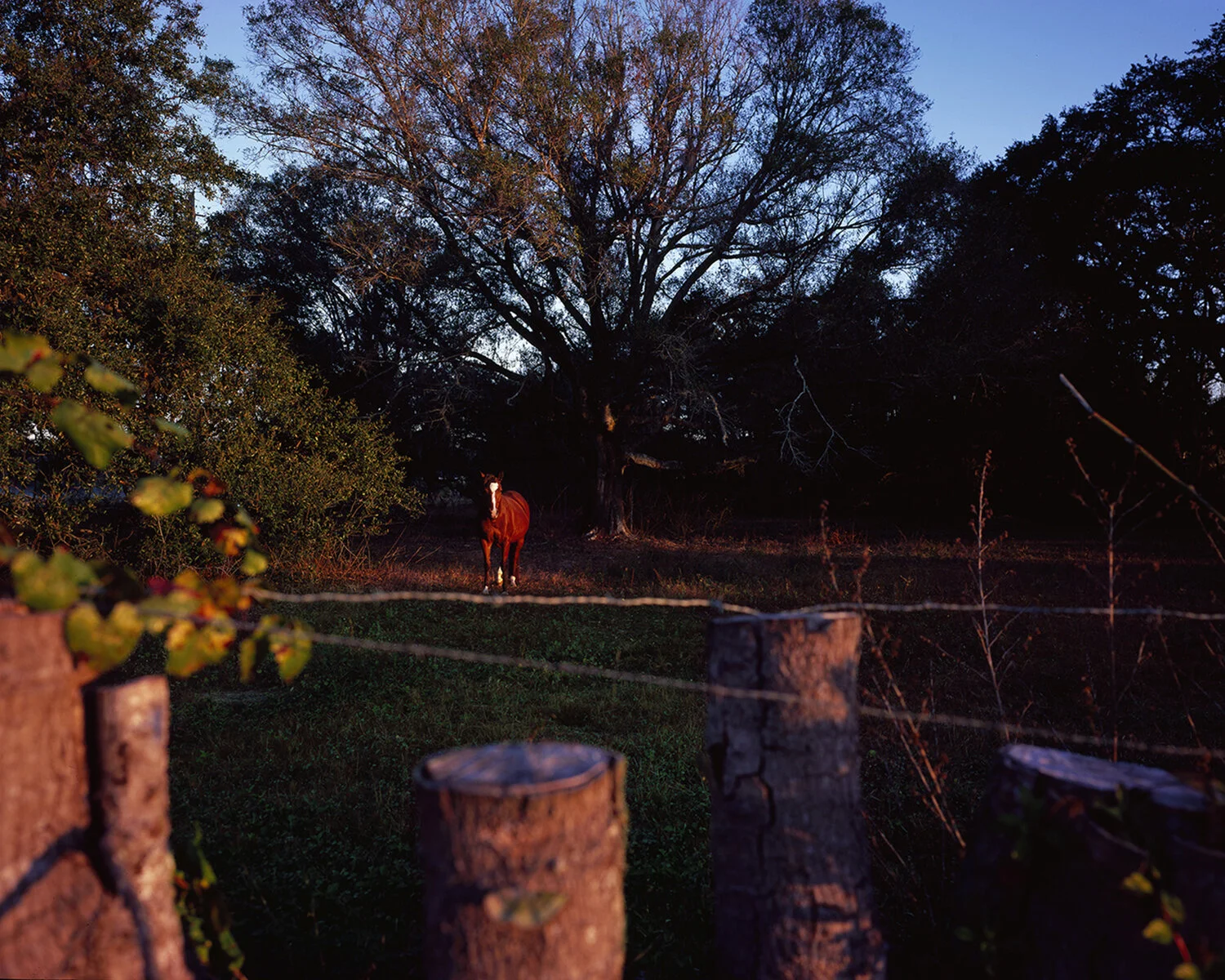 cowboy without a horse 2.jpg