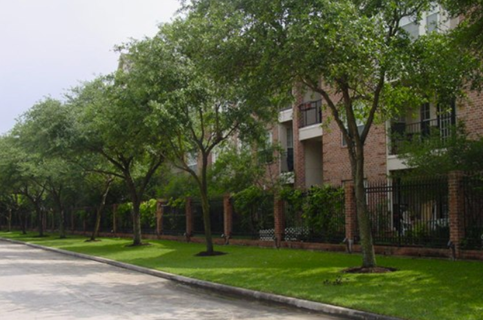 Apartment Trees.png