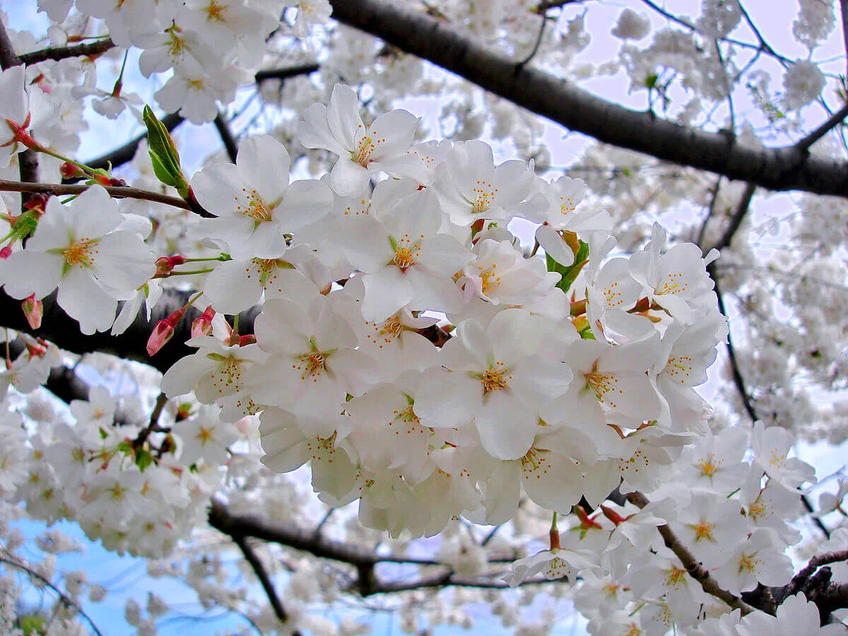 Yoshino - Blossom.jpg