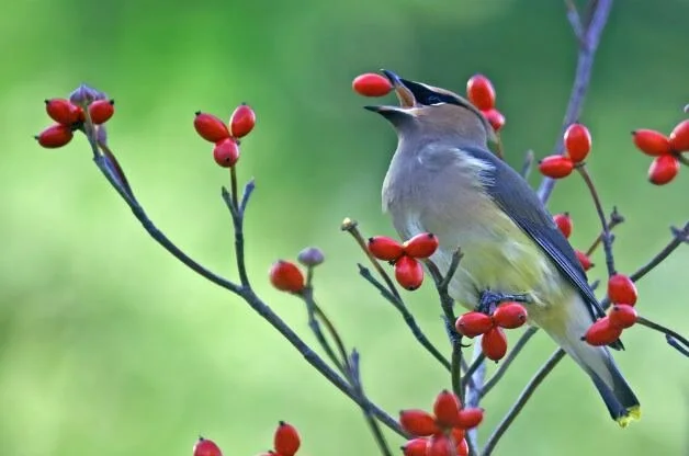 Dogwood - Berries.jpg