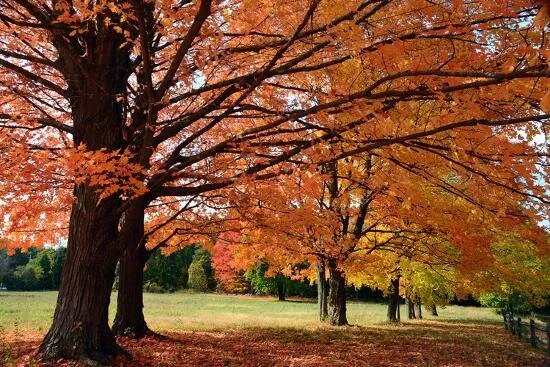 Sugar Maple - Fall 3.jpg