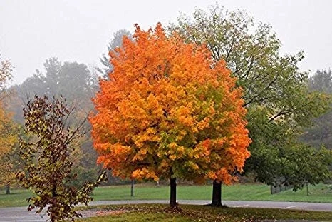Sugar Maple - Fall Color 2.jpg