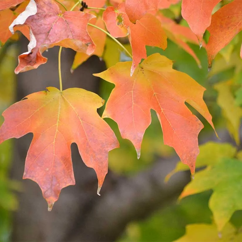 Sugar Maple - Leaves.jpg