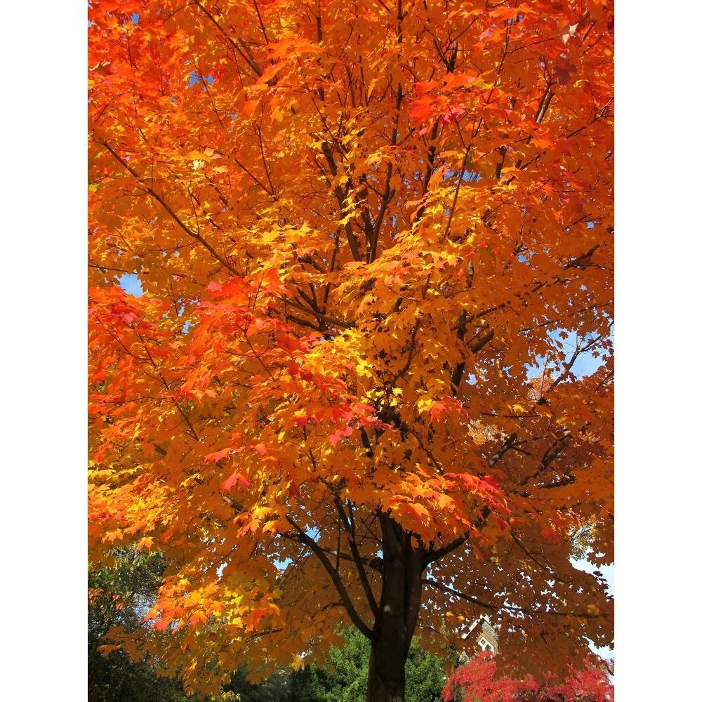 Sugar Maple - Main.jpg