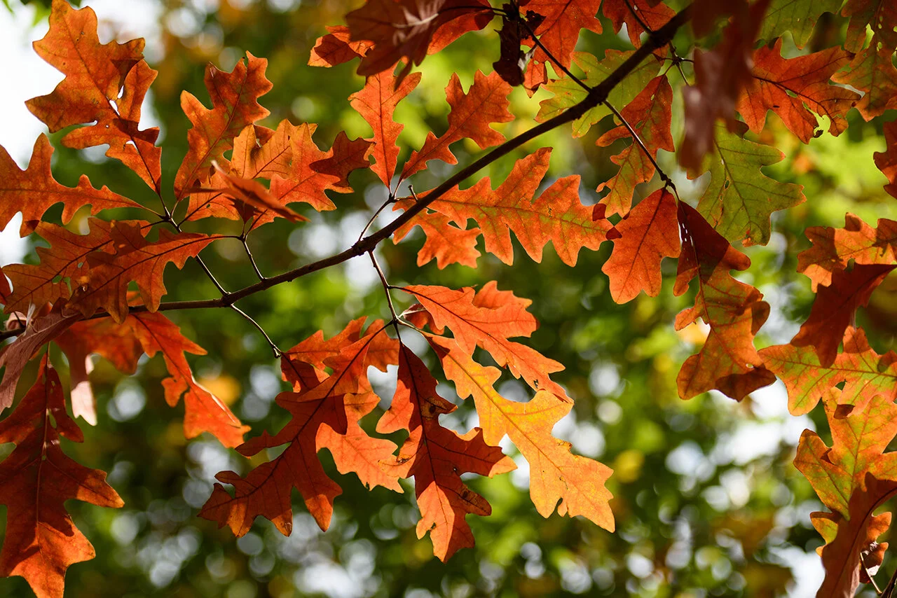 Overcup Oak - Fall Leaves.jpg