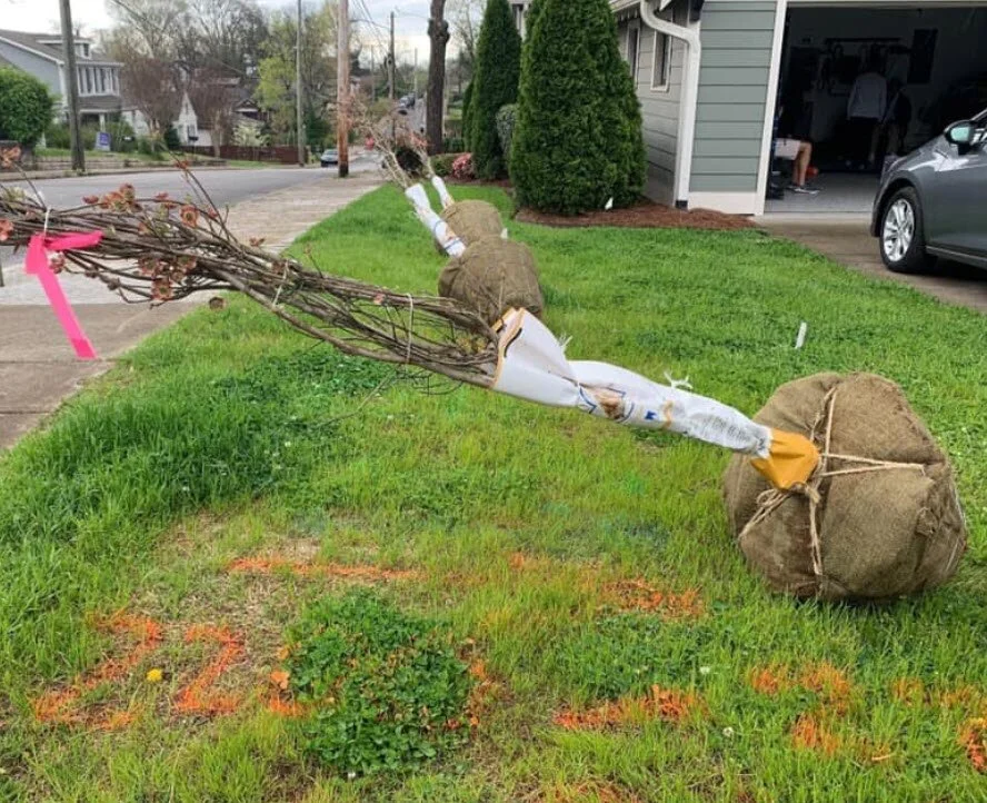 Donate a Tree  Nashville Tree Conservation Corps