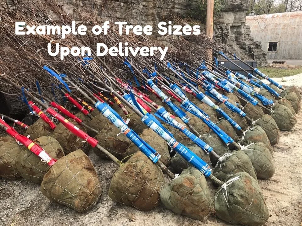 A0947E89-9C24-479F-8BE5-9B4FD6A66931