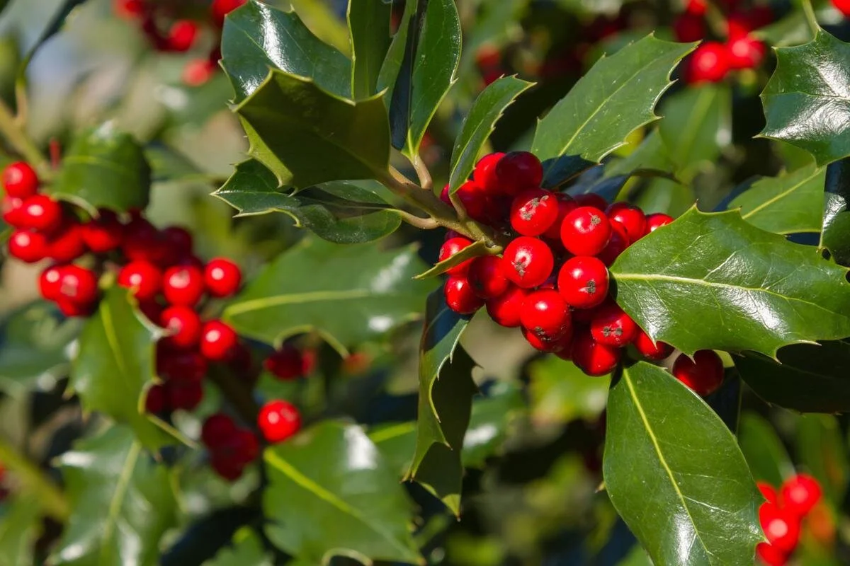 Dan Fenton Holly 1.jpg