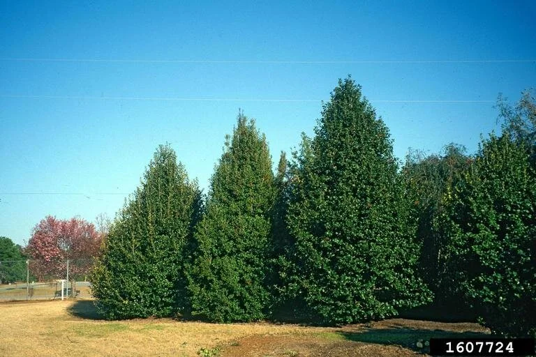 Dan Fenton Holly 4.jpg