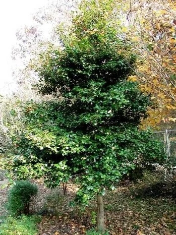 Dan Fenton Holly 5.jpg