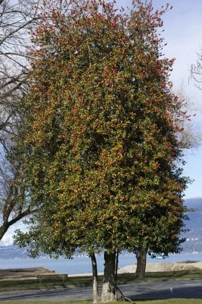 Dan Fenton Holly 7.jpg